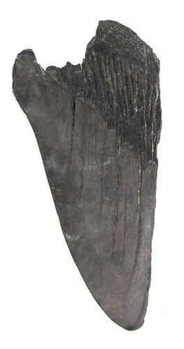 Partial, Megalodon Tooth - Georgia #48933